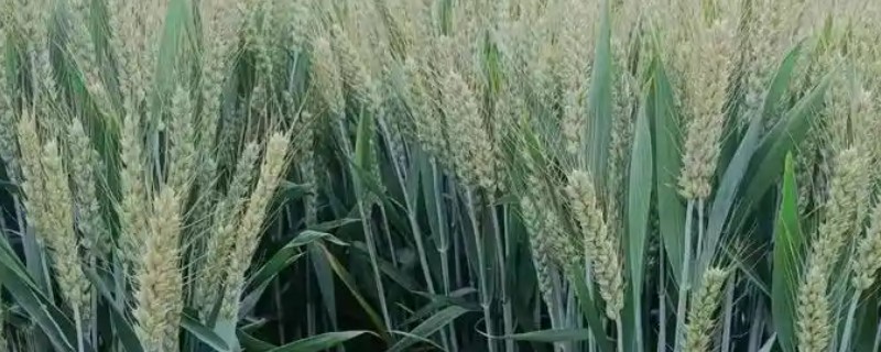 郑麦136麦种简介，全生育期为230-233天