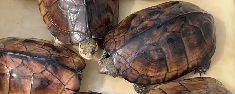 石金钱龟与金钱龟的区别，品种和背甲均不同