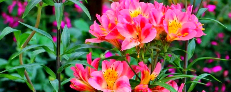 六出花的繁殖方法,可使用播种的方法进行繁殖