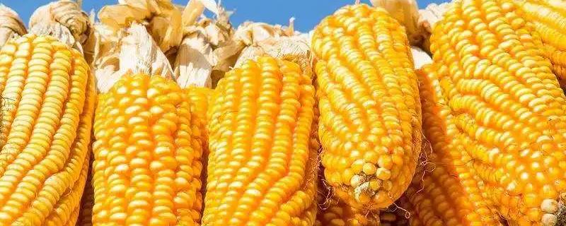 垦彩糯1号玉米品种简介，密度3500-4000株为宜