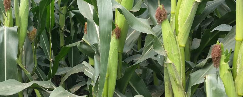 润丰906玉米种子介绍,生育期141天