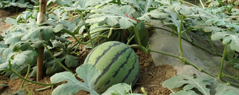 西瓜的大棚种植技术，播种期在阳历12月20号左右为宜