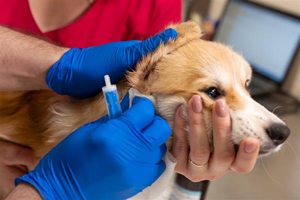 犬细小好转的迹象，表现为精神变好、呕吐减少等