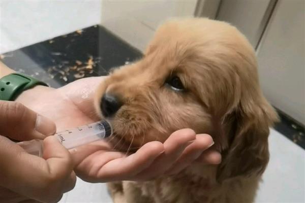 犬细小好转的迹象，表现为精神变好、呕吐减少等
