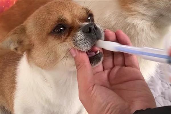 犬细小好转的迹象，表现为精神变好、呕吐减少等