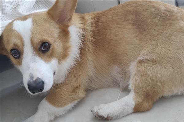 犬细小好转的迹象，表现为精神变好、呕吐减少等