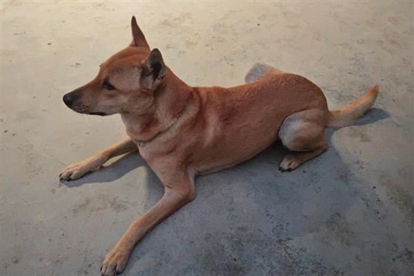 犬细小好转的迹象，表现为精神变好、呕吐减少等