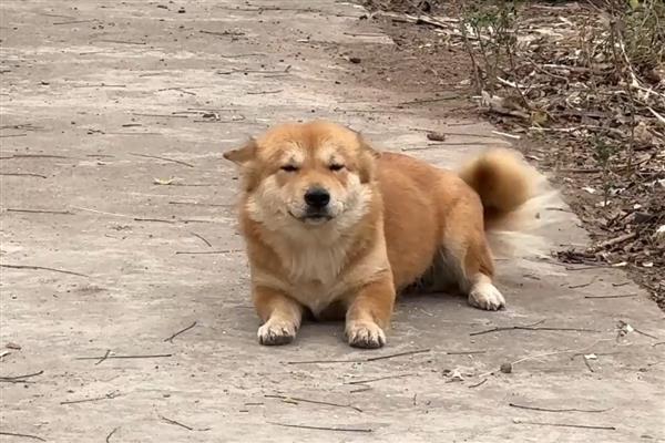 犬细小好转的迹象，表现为精神变好、呕吐减少等