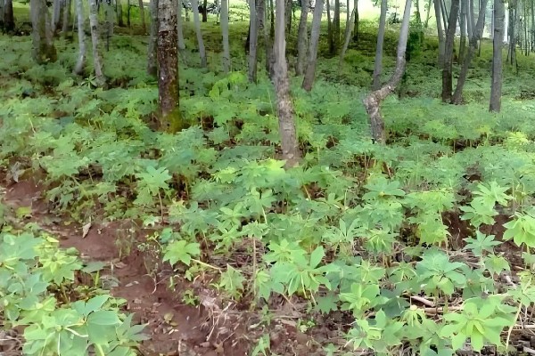 种植天麻的前景，市场广阔前景可观