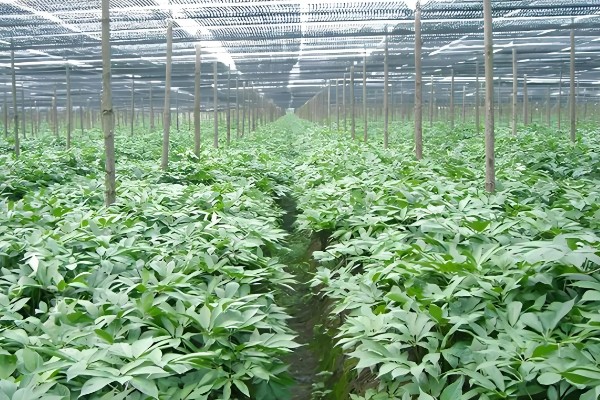 种植天麻的前景，市场广阔前景可观