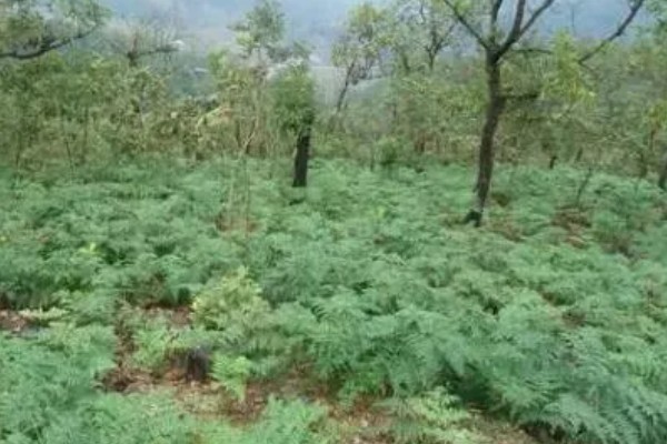 种植天麻的前景，市场广阔前景可观
