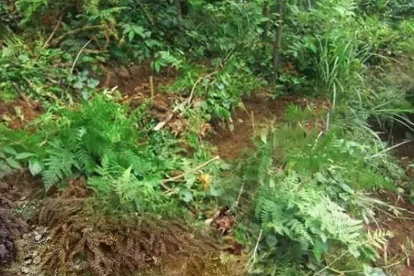 种植天麻的前景，市场广阔前景可观