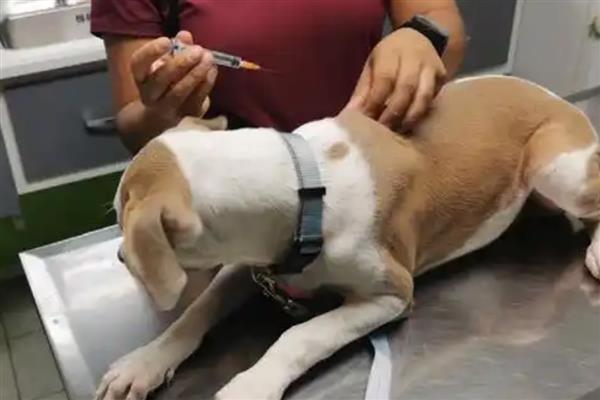 犬细小好转的迹象，表现为精神变好、呕吐减少等