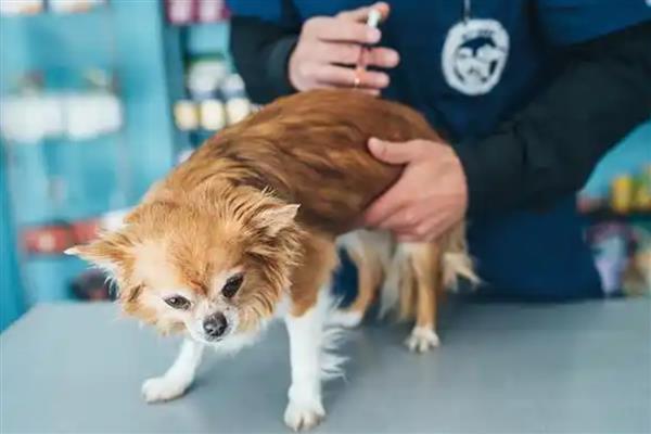 犬细小好转的迹象，表现为精神变好、呕吐减少等