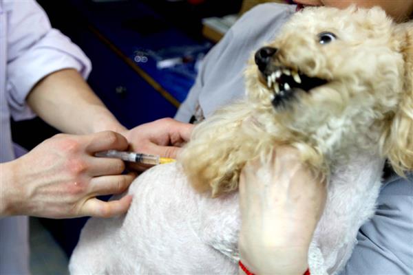 犬细小好转的迹象，表现为精神变好、呕吐减少等