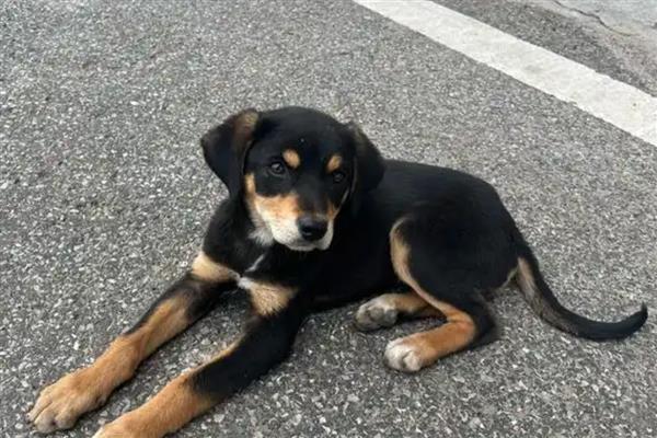 犬细小好转的迹象，表现为精神变好、呕吐减少等