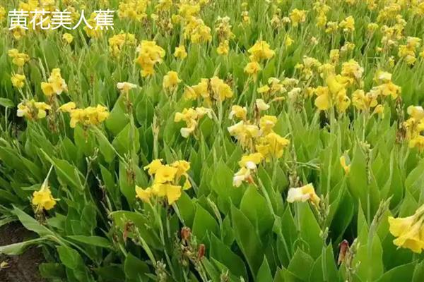 美人蕉的花语，寓意美好的未来