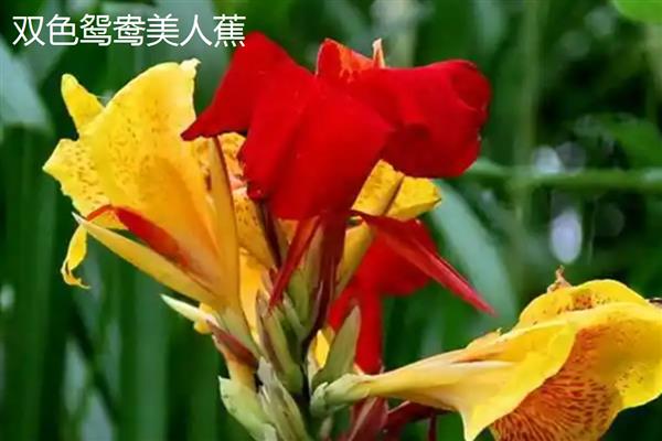 美人蕉的花语，寓意美好的未来