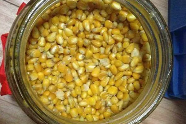 玉米草种子的种植时间，一般在晴天种植
