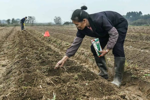 玉米草种子的种植时间，一般在晴天种植