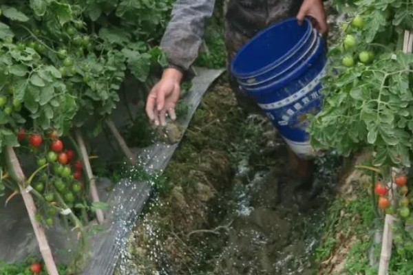 如何防治番茄筋腐病,要增强其光合作用