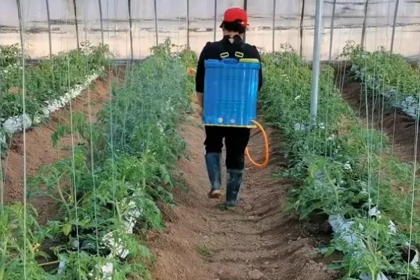 如何防治番茄筋腐病,要增强其光合作用