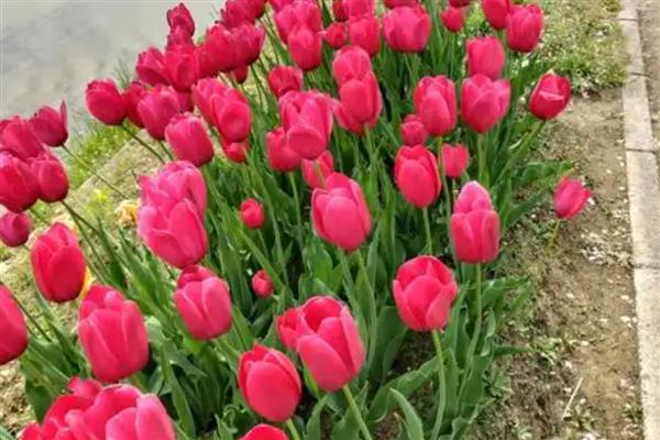 郁金香什么时候开花，花期多为3-5月份