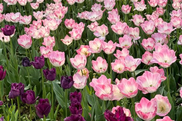 郁金香什么时候开花，花期多为3-5月份