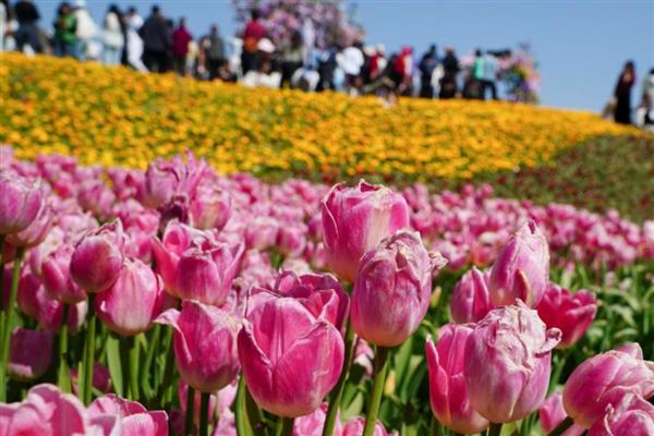 郁金香什么时候开花，花期多为3-5月份