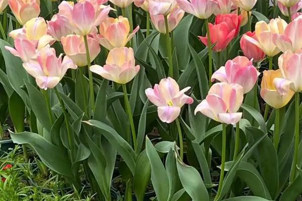 郁金香什么时候开花，花期多为3-5月份