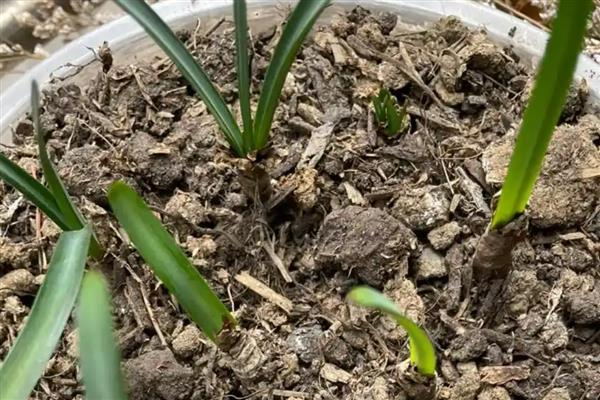 郁金香什么时候开花，花期多为3-5月份