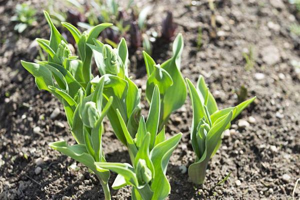 郁金香什么时候开花，花期多为3-5月份