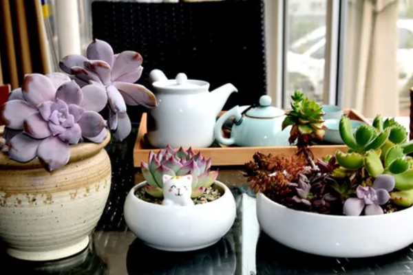 冬天养多肉的注意事项,冬天要移入室内养殖