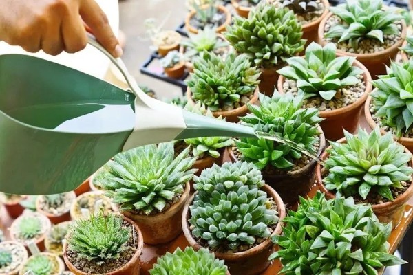 冬天养多肉的注意事项,冬天要移入室内养殖