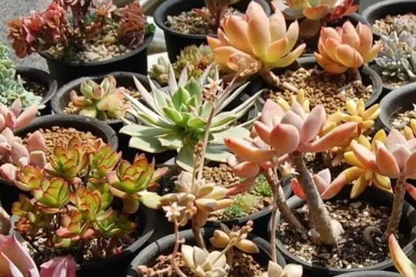 冬天养多肉的注意事项,冬天要移入室内养殖