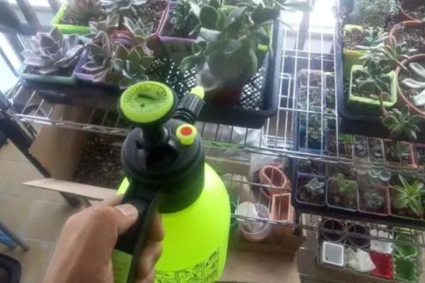 冬天养多肉的注意事项,冬天要移入室内养殖