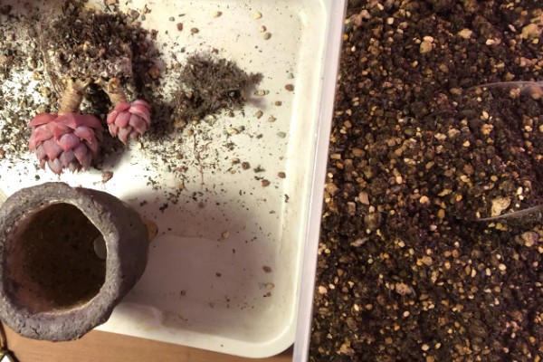 冬天养多肉的注意事项,冬天要移入室内养殖