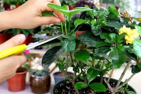 为什么枙子花掉花苞子，可能是光照不足所致