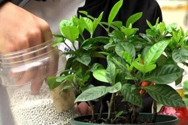 为什么枙子花掉花苞子，可能是光照不足所致