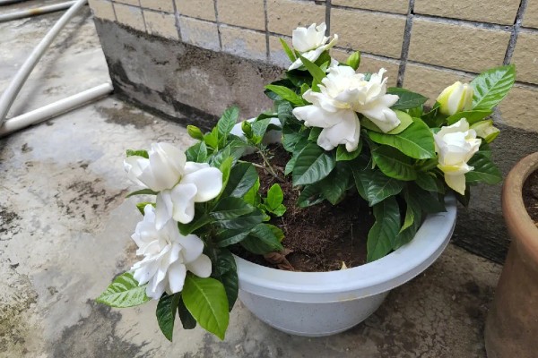 为什么枙子花掉花苞子，可能是光照不足所致