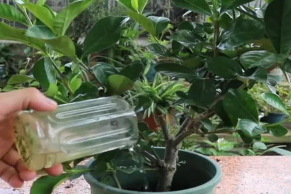 为什么枙子花掉花苞子，可能是光照不足所致