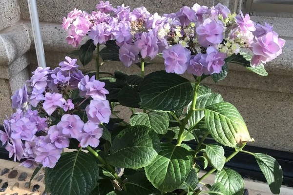 绣球花的花期，一般是在6-8月份左右