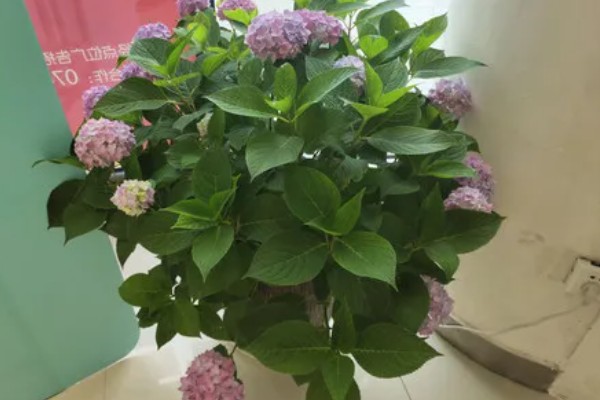 绣球花的花期，一般是在6-8月份左右