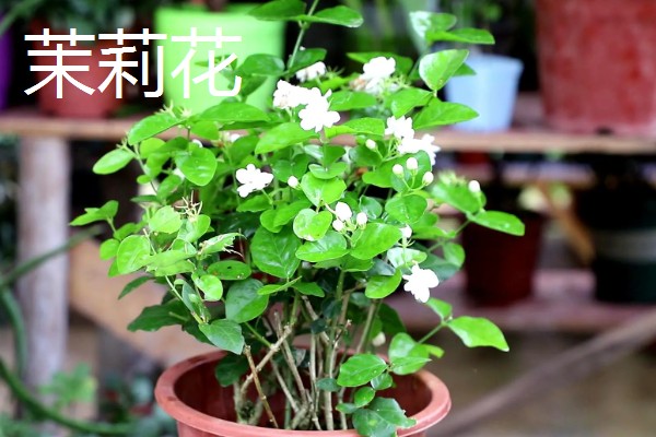 不怕晒的阳台植物有哪些，有茉莉花、海棠花等