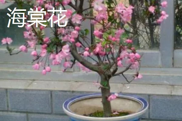 不怕晒的阳台植物有哪些，有茉莉花、海棠花等