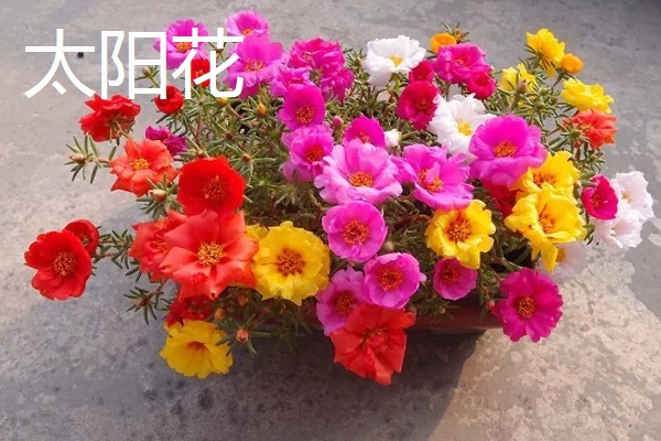 不怕晒的阳台植物有哪些，有茉莉花、海棠花等