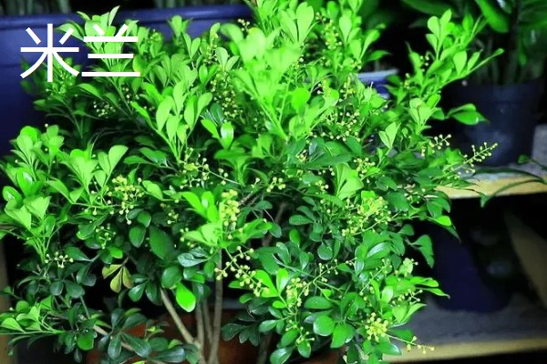 不怕晒的阳台植物有哪些，有茉莉花、海棠花等
