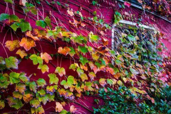 爬山虎的花语,寓意坚持不懈、以柔克刚等