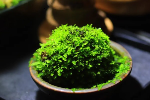 不怕晒的阳台植物有哪些，有茉莉花、海棠花等