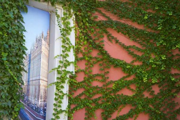 爬山虎的花语,寓意坚持不懈、以柔克刚等